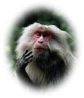 macaques.jpg (11778 bytes)