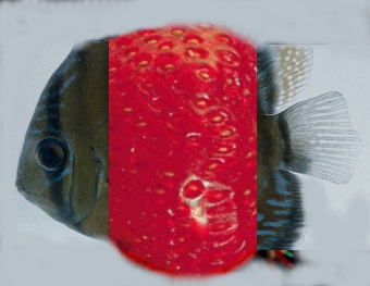 my fishberry