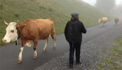 swiss cows